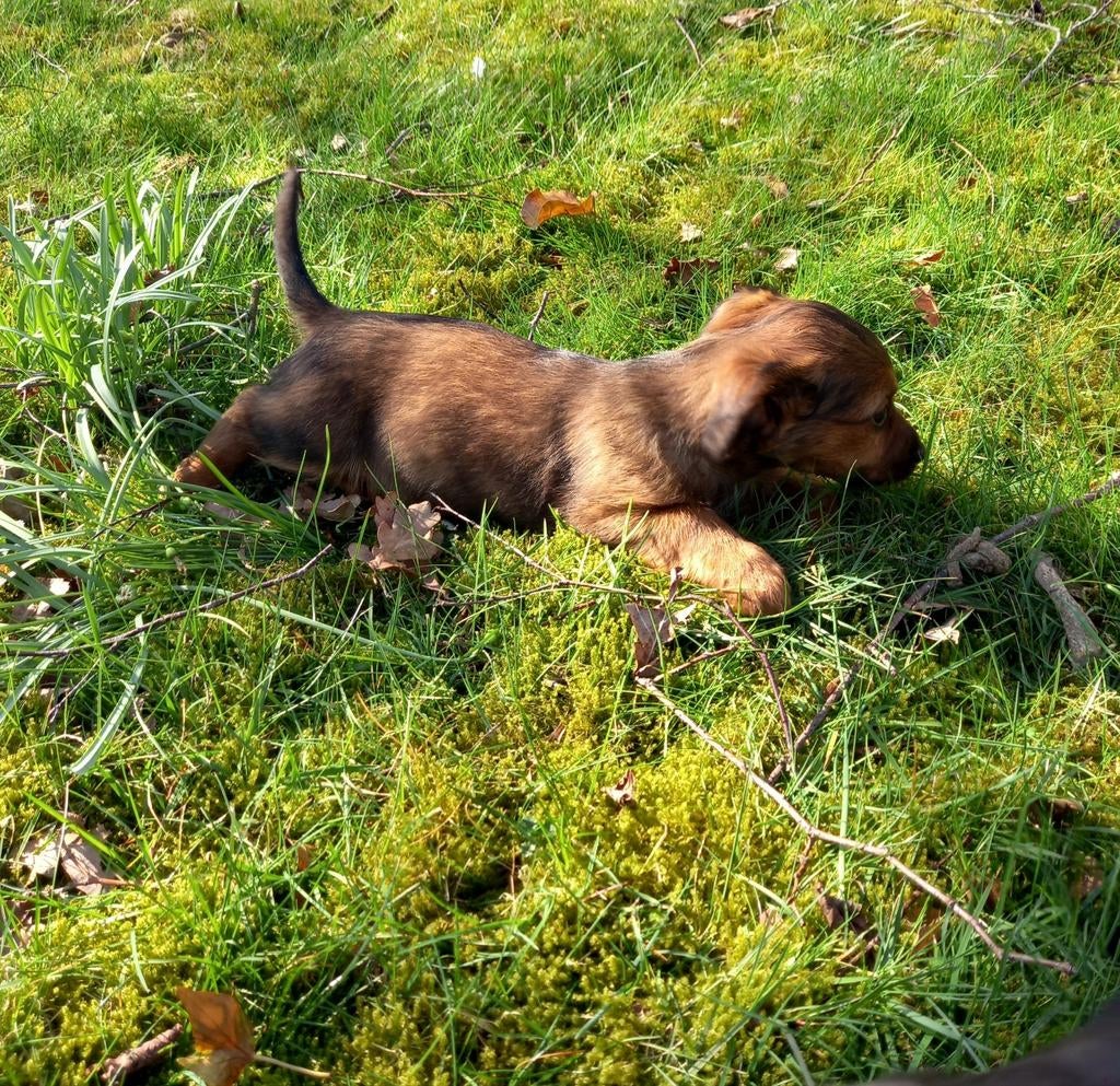 Jack Russel pups kruising, Parvo, Jack Russell Terriër, 8 tot 15 weken, Meerdere