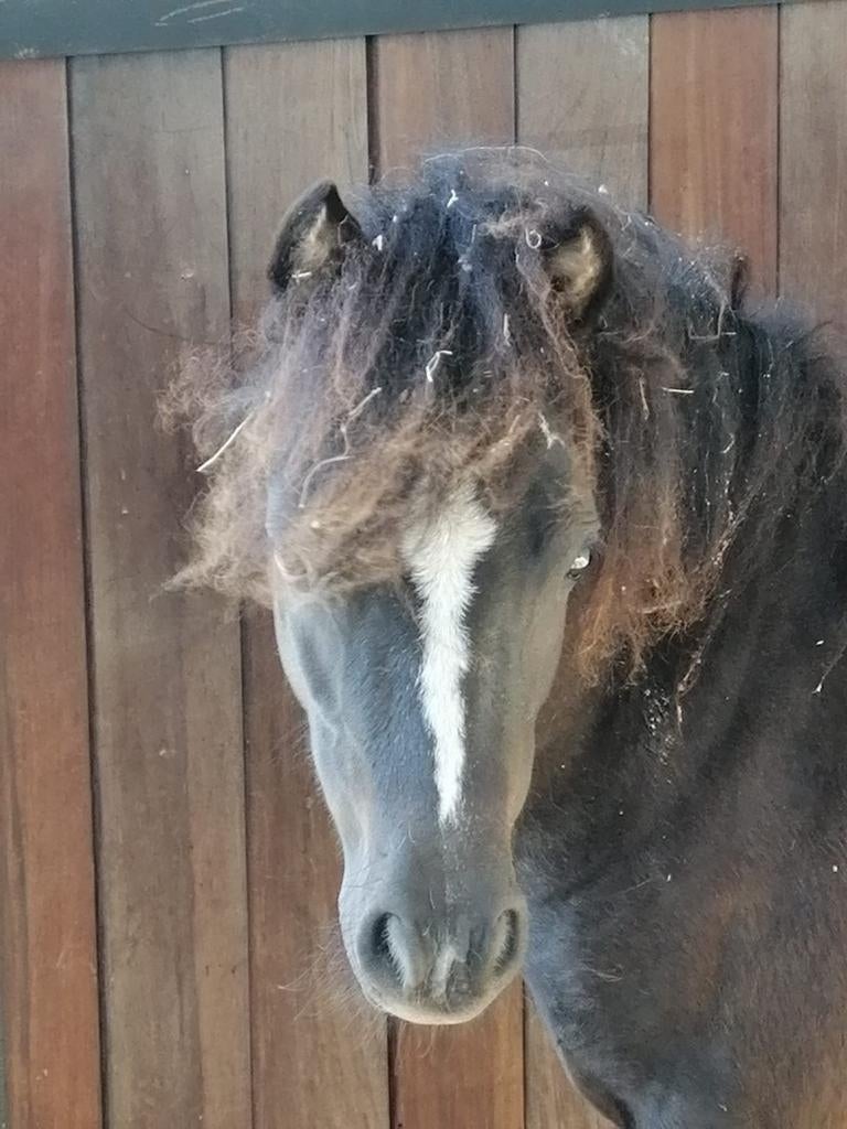 Minipaardje ruin 8jr 85cm, Dieren en Toebehoren, Pony's, Ruin, A pony (tot 1.17m)