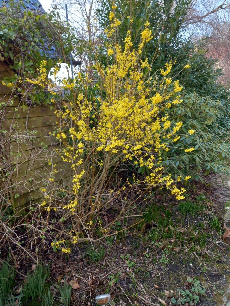 forsythia, Ophalen, Overige soorten, 100 tot 250 cm