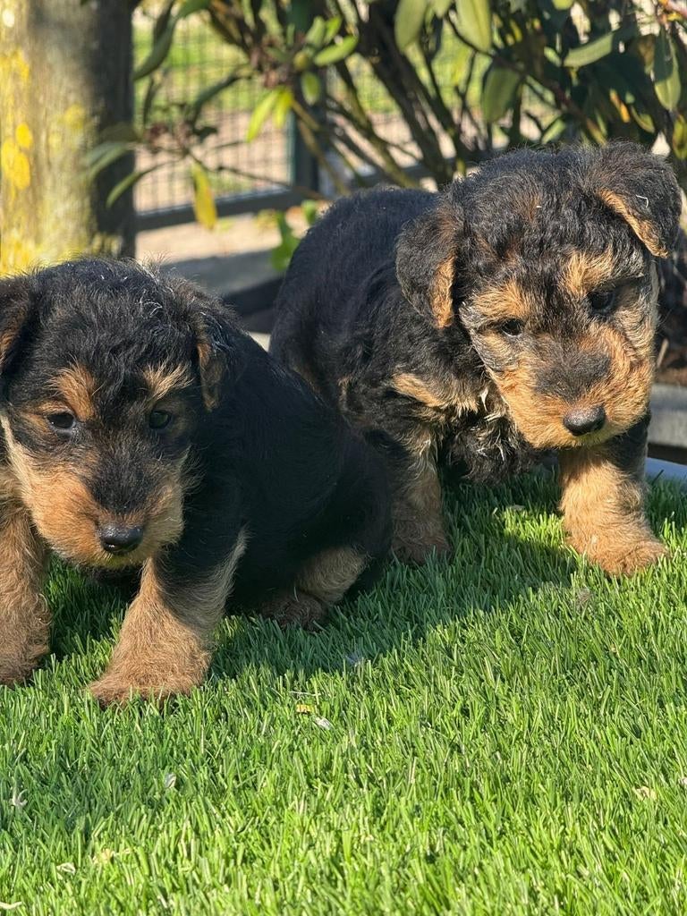 Te koop mooie welsh terriër pups (welsch) geen fox terrier, Dieren en Toebehoren, Honden | Jack Russells en Terriërs, Meerdere dieren