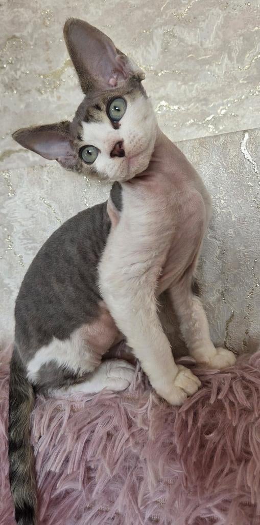 Devon Rex kittens, Dieren en Toebehoren, Katten en Kittens | Raskatten | Korthaar, Meerdere dieren, Gechipt, 0 tot 2 jaar
