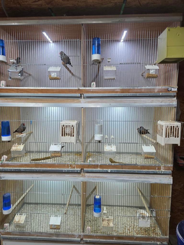 Vlucht kooi kweek kooien, Dieren en Toebehoren, Ophalen, Zo goed als nieuw, Hout, Broedkooi of Kweekkooi