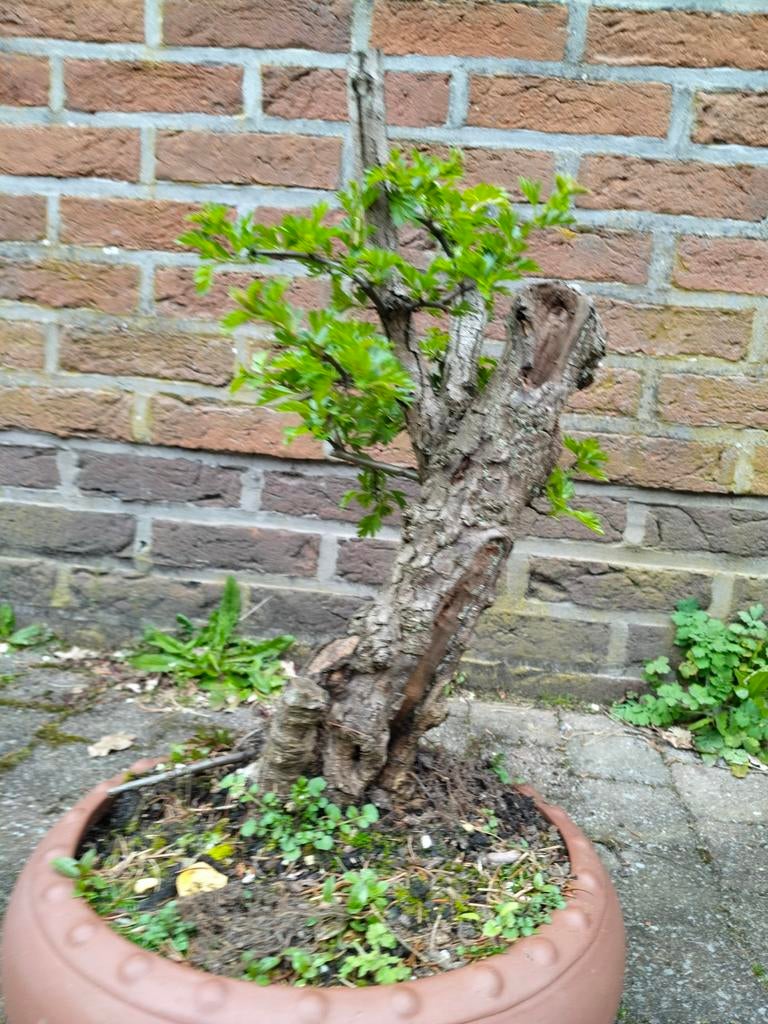 Unieke Bonsai meidoorn- Perfect voor Liefhebbers, Ophalen of Verzenden