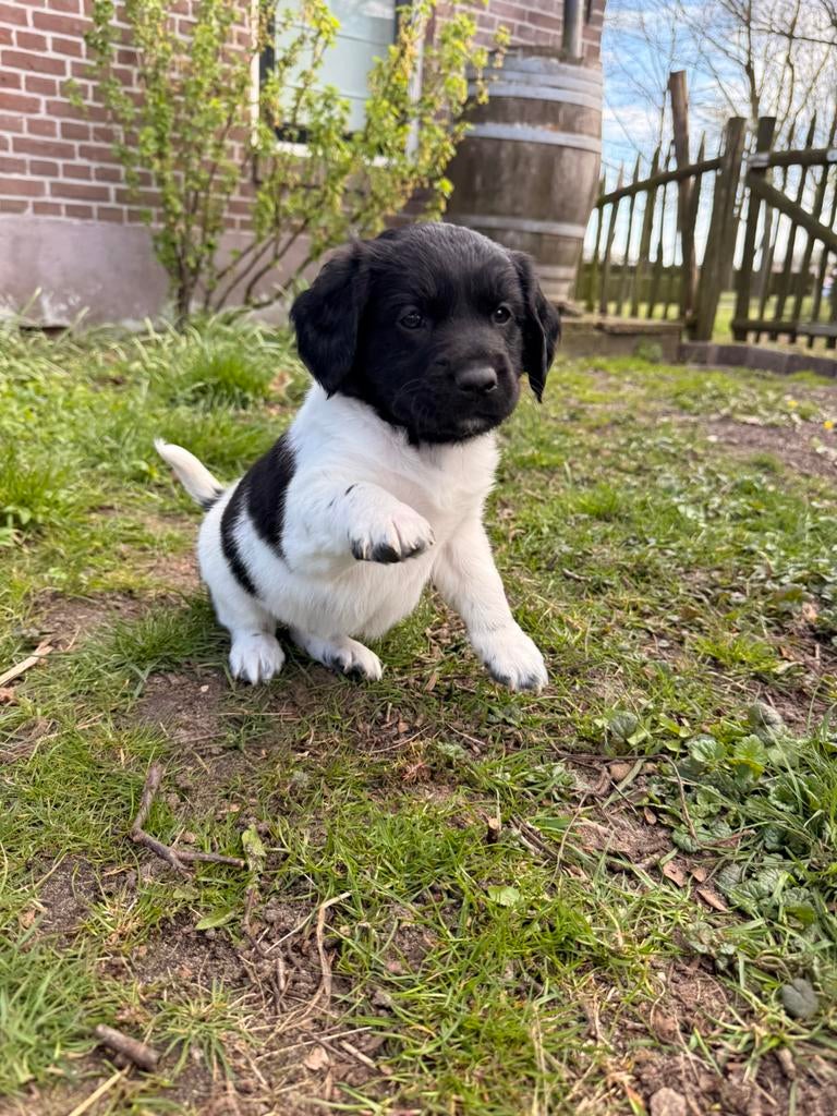 Friese Stabij pups, Overige rassen, 8 tot 15 weken, Meerdere, Meerdere dieren