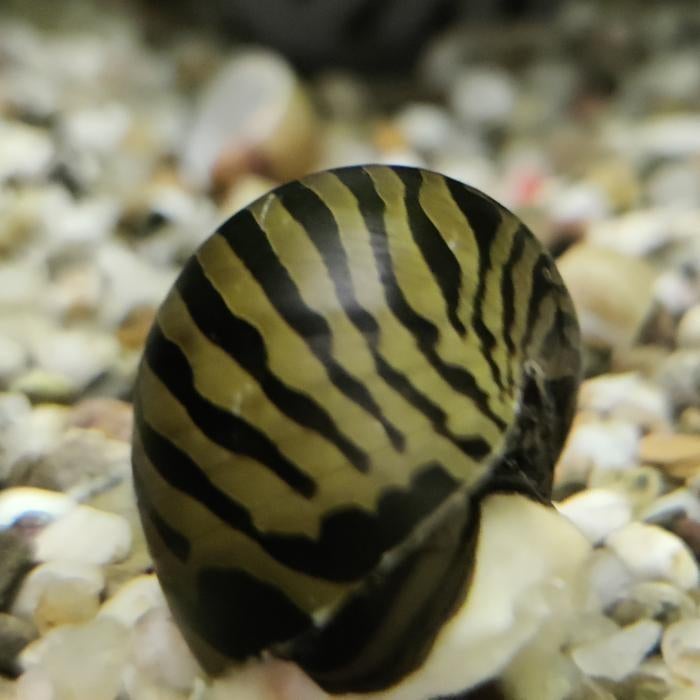 Neritina Natalensis, Vis