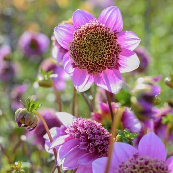 Fenna baaij dahlia knollen, Ophalen of Verzenden, Voorjaar, Volle zon, Knol