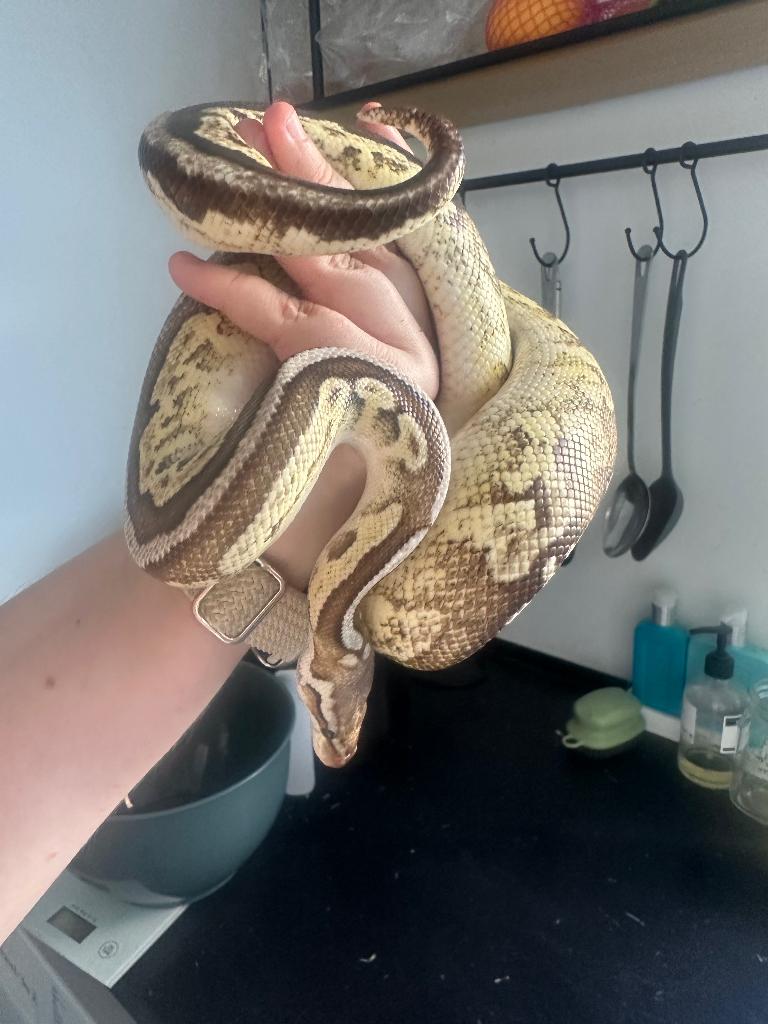 Ball python man black pewter Fire Het Pied en 50# het albino Reticulated Python - male for sale from AndreaG