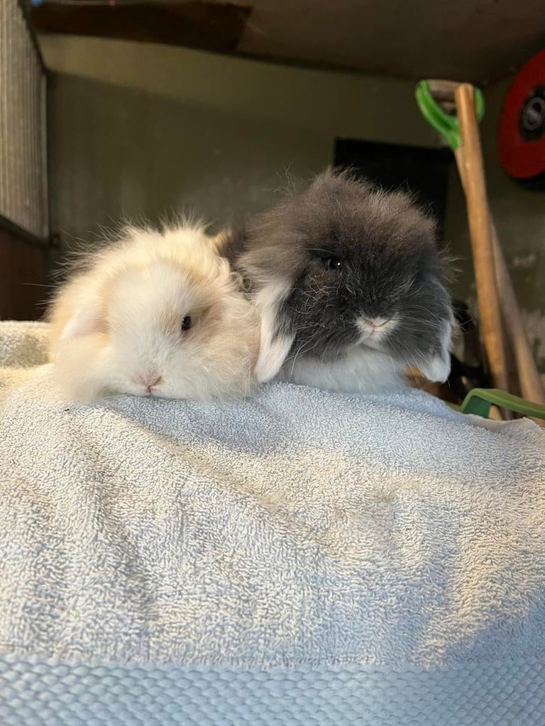 Super schattige dwerghangootjes te koop, Dieren en Toebehoren, Konijnen, Meerdere dieren, Dwerg