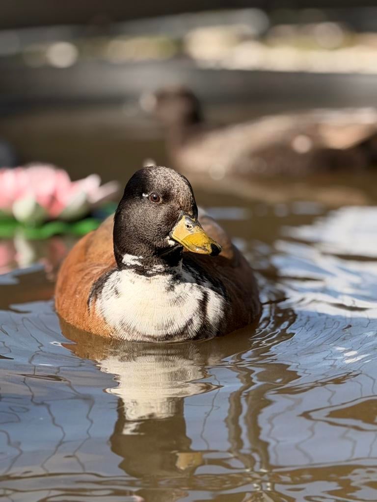 Kwaker woerd, Dieren en Toebehoren, Pluimvee, Mannelijk, Eend