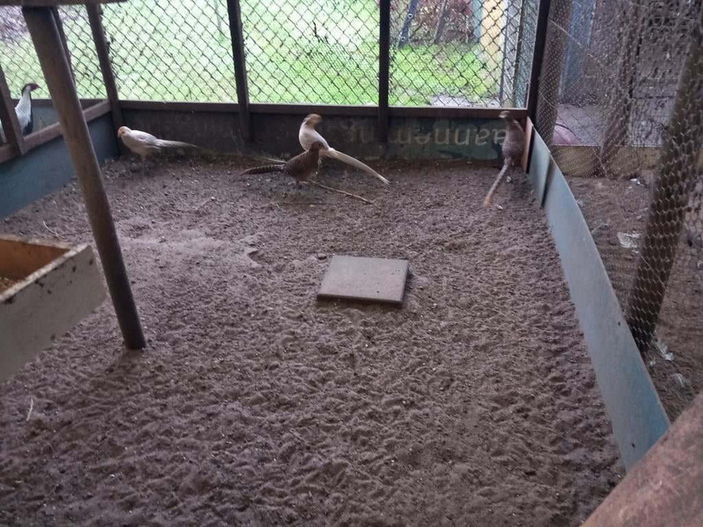 Koppel gele/rode goudfazanten, Dieren en Toebehoren, Ophalen of Verzenden, Overige typen