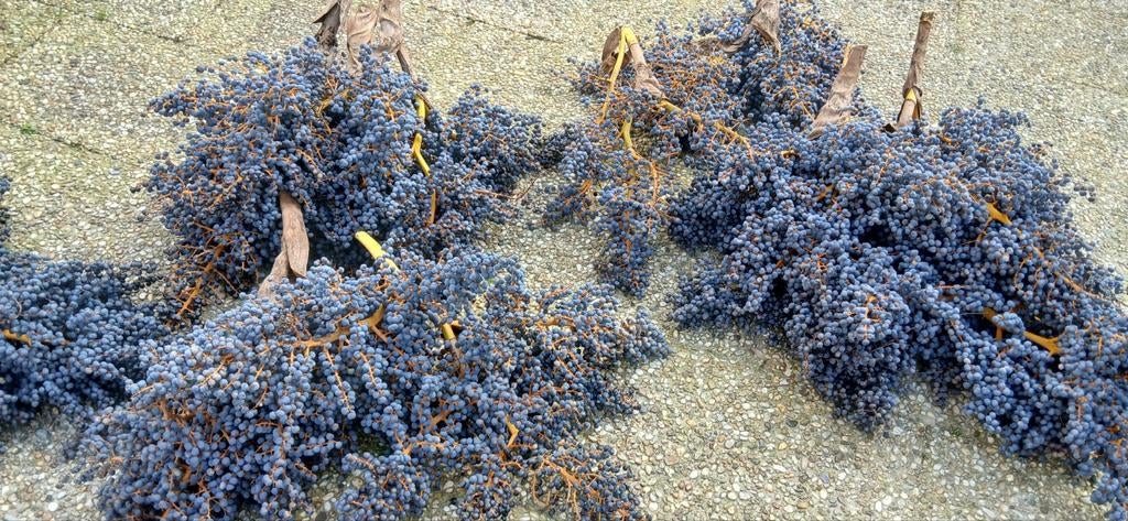 Palmzaden, Ophalen, Nieuw, Split