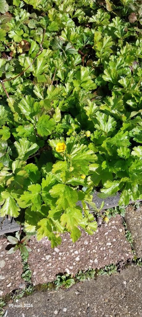 tuinplanten, Tuin en Terras, Vaste plant, Halfschaduw, Zomer, Ophalen