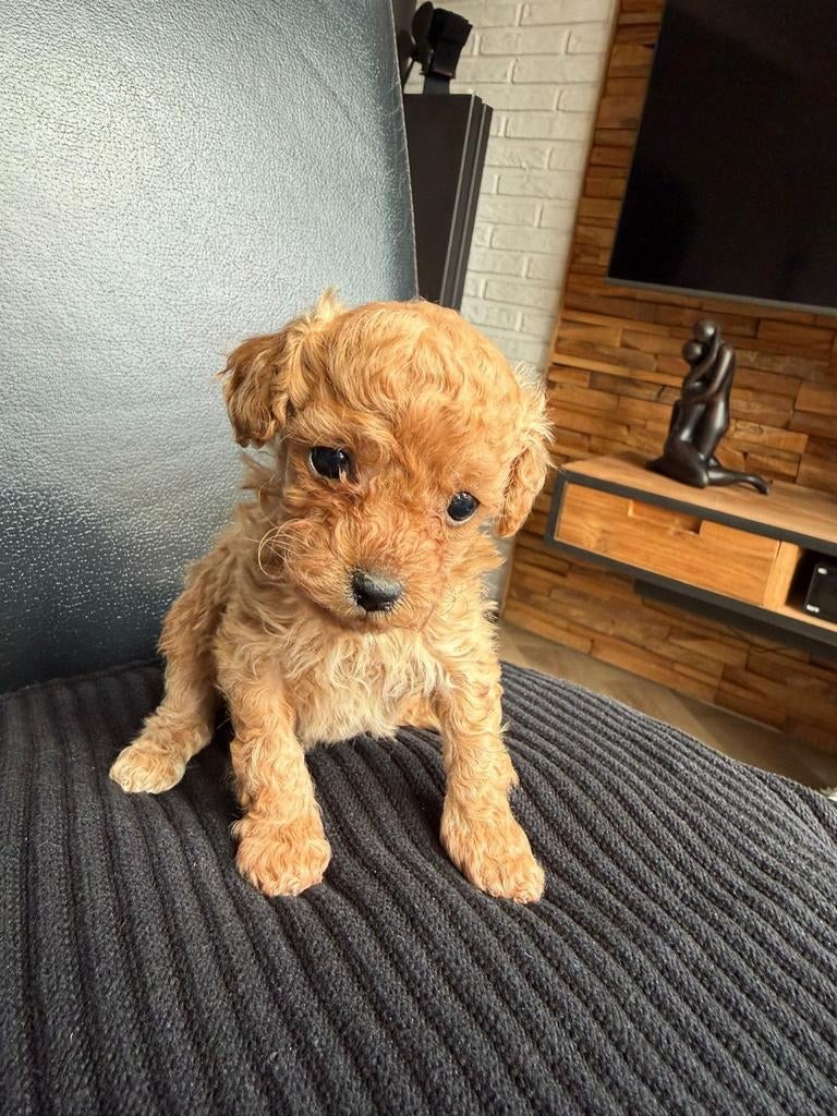 Toy poedelpups, Poedel, 8 tot 15 weken, Meerdere, Meerdere dieren