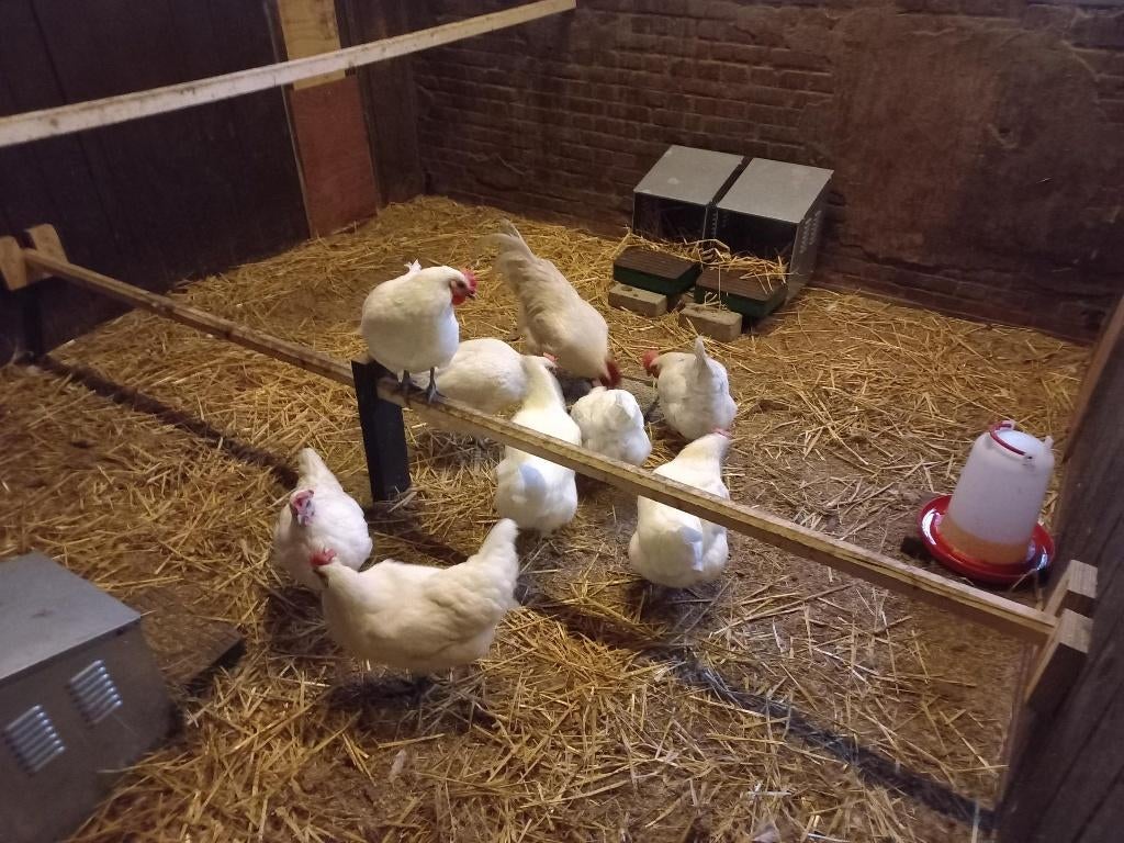 Bod gevraagd     100 broedeieren, Meerdere dieren, Kip