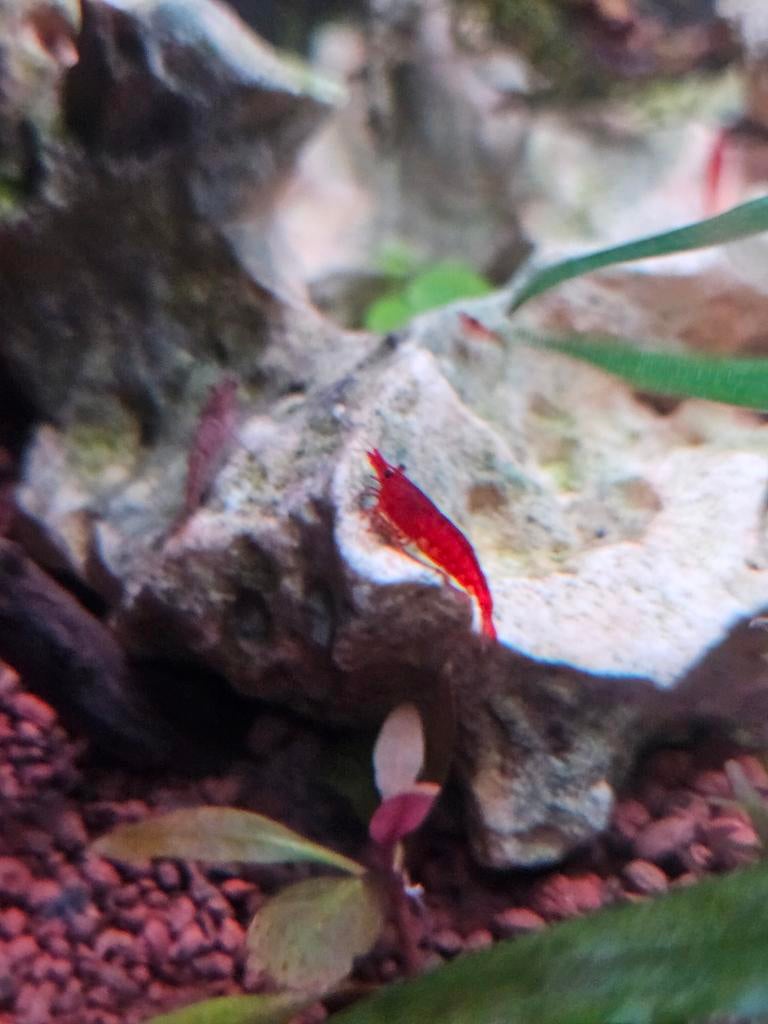 Bloody mary garnalen  hoge kwaliteit bloedrood, Slang, 0 tot 2 jaar