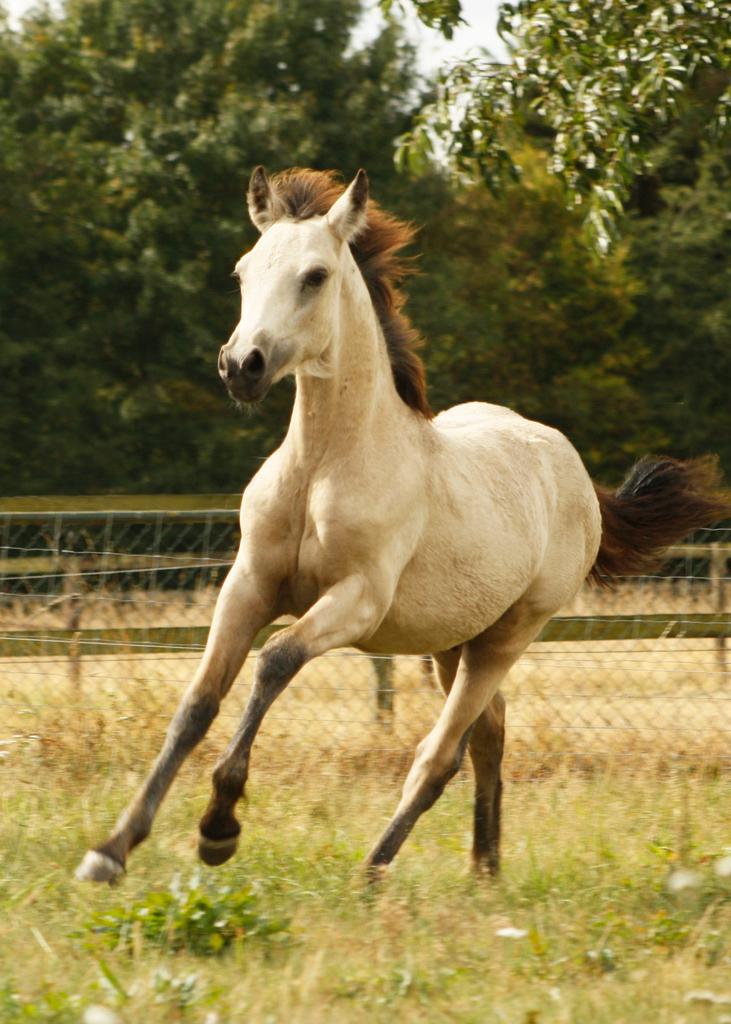 Prachtige Connemara jaarling, Dieren en Toebehoren, Met stamboom, Niet van toepassing, Springpony, 0 tot 2 jaar