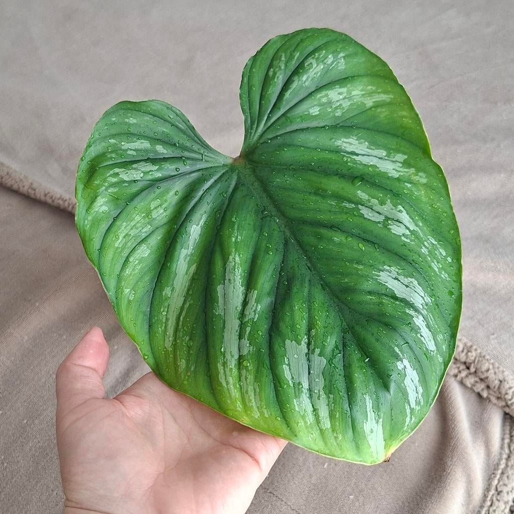 Philodendron Plowmanii - Gewortelde stek met zilverpatroon, Huis en Inrichting, Kamerplanten, Ophalen of Verzenden