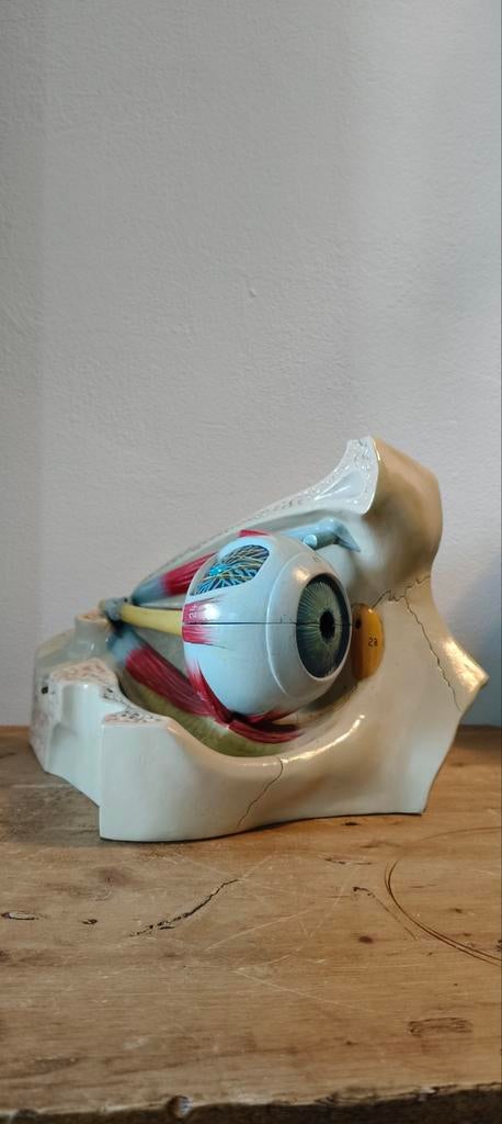 Vintage lesmodel “Menselijk Oog” – Deutsches Hygiene-Museum, Ophalen of Verzenden, Gebruikt