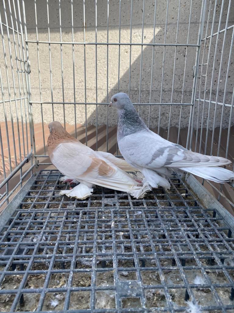 Super takla bol paca, Meerdere dieren, Postduif