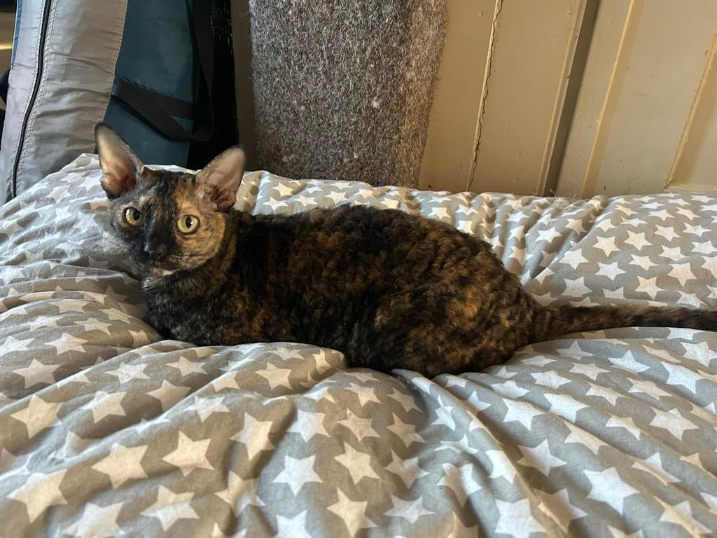 Raszuivere cornish rex poes, Dieren en Toebehoren, Poes, 6 jaar of ouder