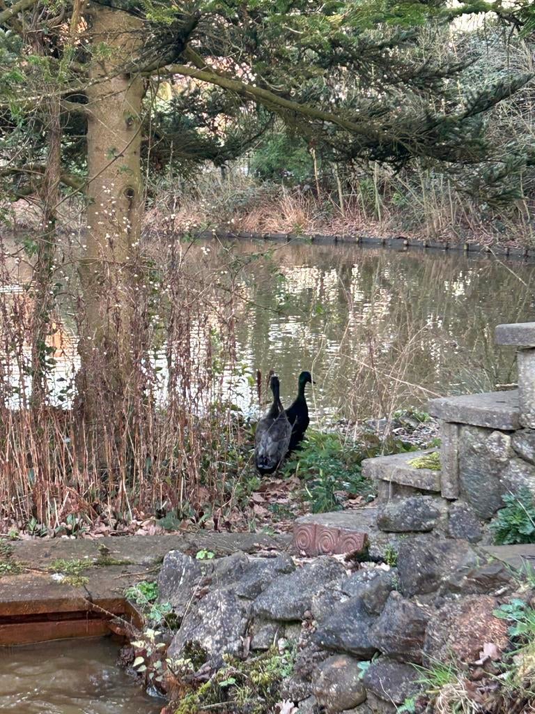 3 zwarte loopeenden woerden, Dieren en Toebehoren, Mannelijk, Eend
