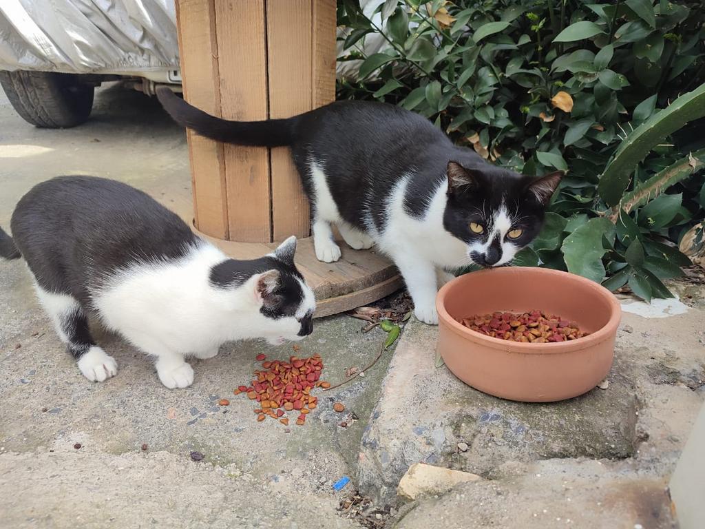 2 lieve griekse broertjes zoeken samen een huisje!, Poes