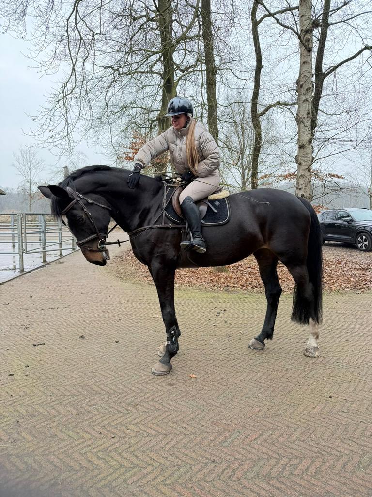 Betrouwbare amazone, Dieren en Toebehoren, Ophalen of Verzenden, Nieuw, Dressuur