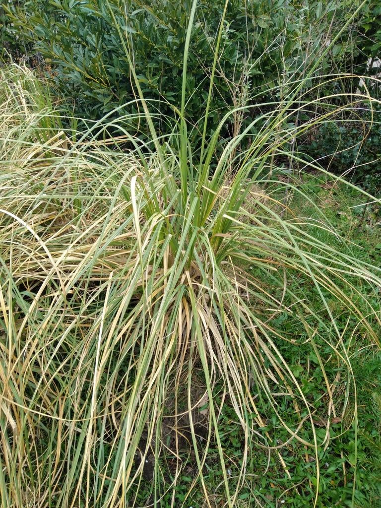 Pampasgras, Ophalen of Verzenden, Eenjarig, Overige soorten, Volle zon