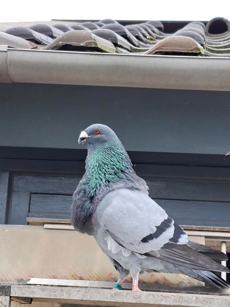 Mooie gorguero  kropper, Dieren en Toebehoren, Vogels | Duiven, Mannelijk