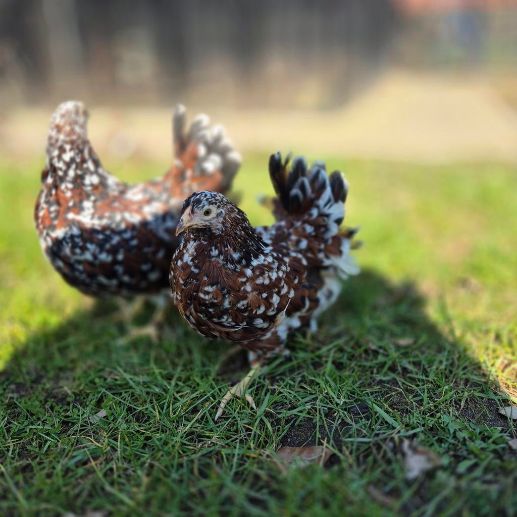 Wyandotte kriel kuikens 12 weken porselein, Vrouwelijk, Kip