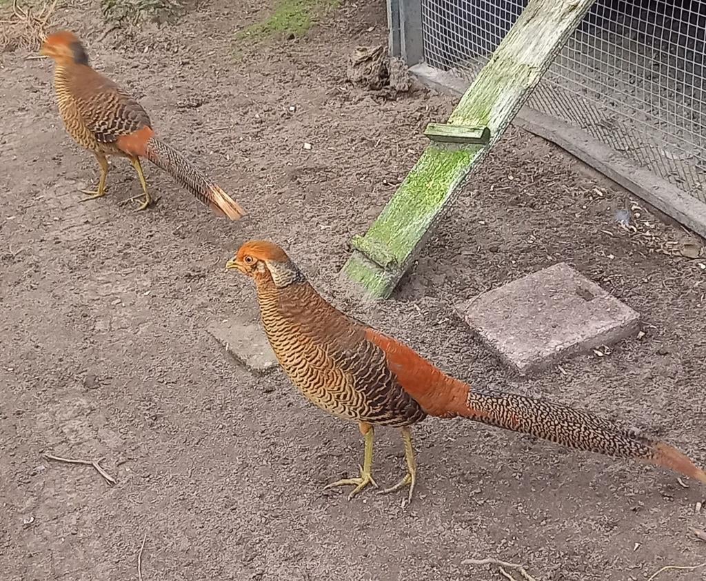 Jonge fazant haan, Dieren en Toebehoren, Mannelijk, Kip