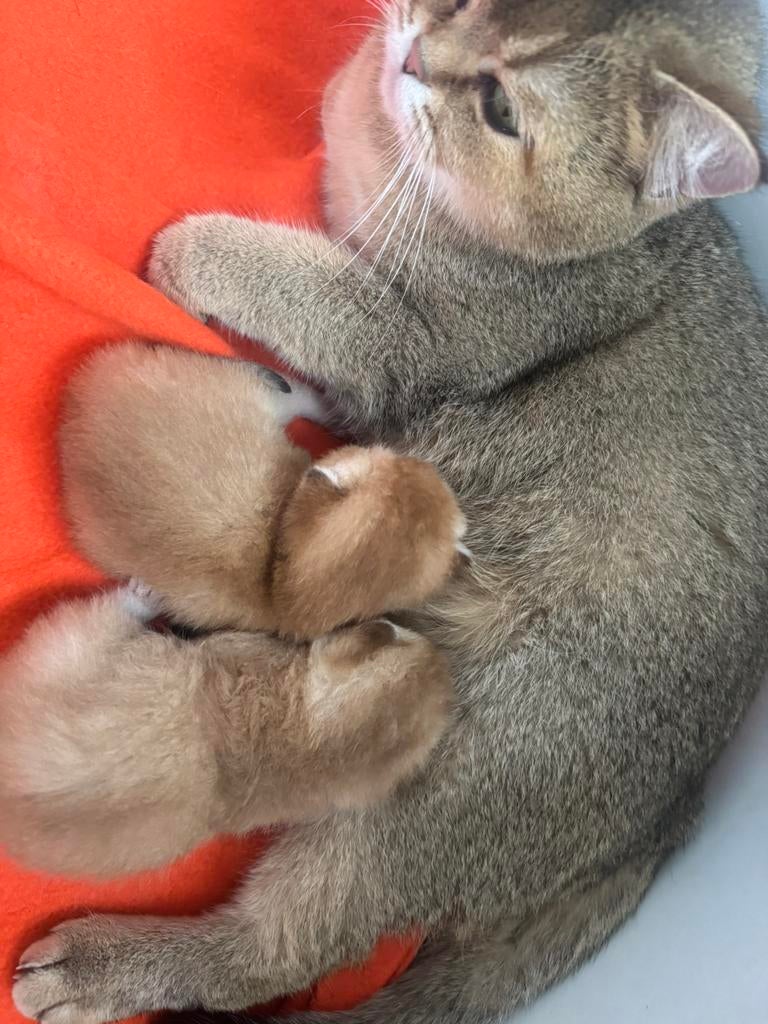 Te koop raszuivere britse korthaar kittens, Meerdere dieren, Gechipt, 0 tot 2 jaar