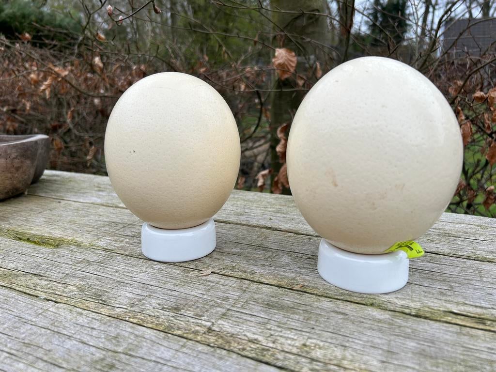 2 uitgeblazen struisvogel eieren, Ophalen, Nieuw