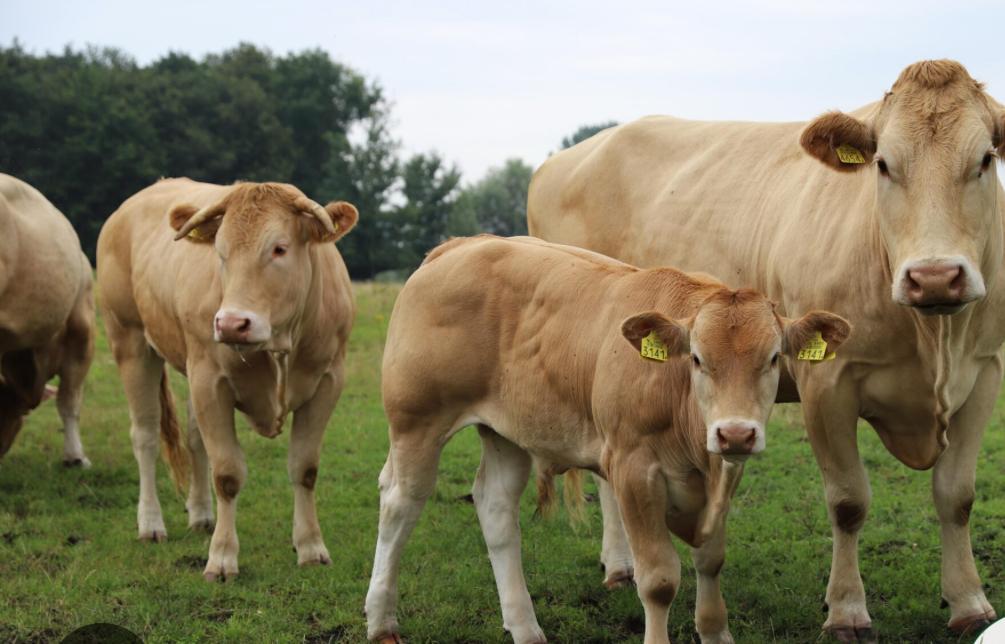 Te koop gevraagd,blonde aquitaine,limousine,dikbil,vleesvee, Meerdere dieren