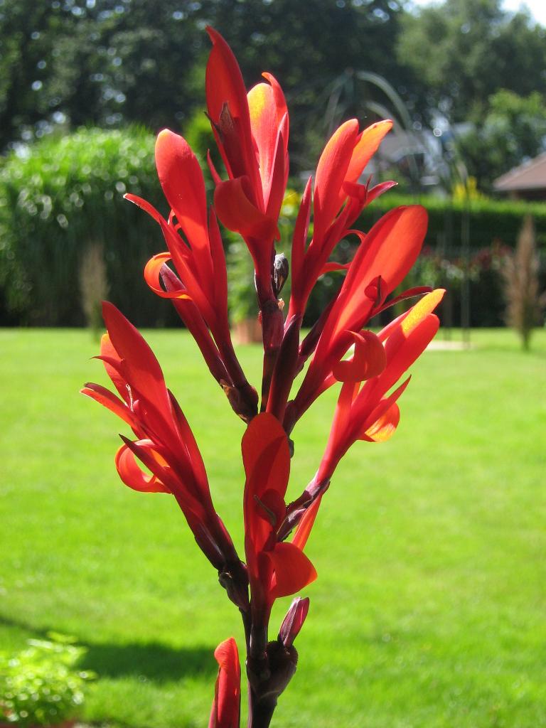 canna knollen / bollen - enkel of met 2 of 3 uitlopers, Tuin en Terras, Planten | Tuinplanten, Overige soorten, Volle zon, Zomer