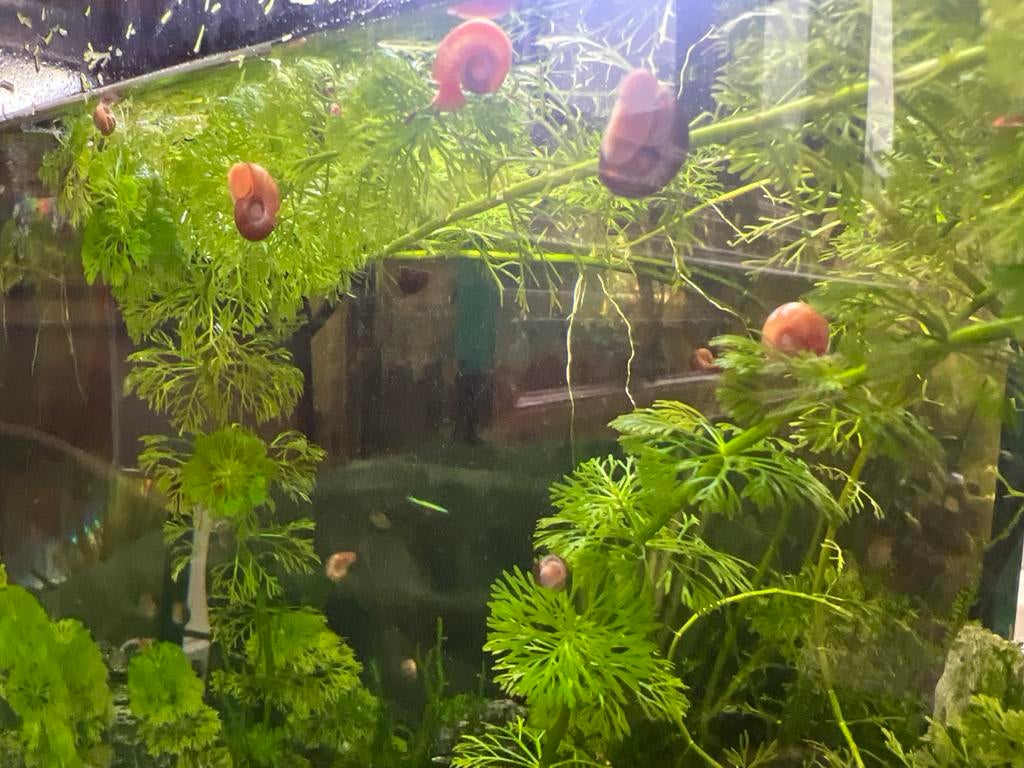 Posthoorn slakjes aquarium, Dieren en Toebehoren, Slak of Weekdier