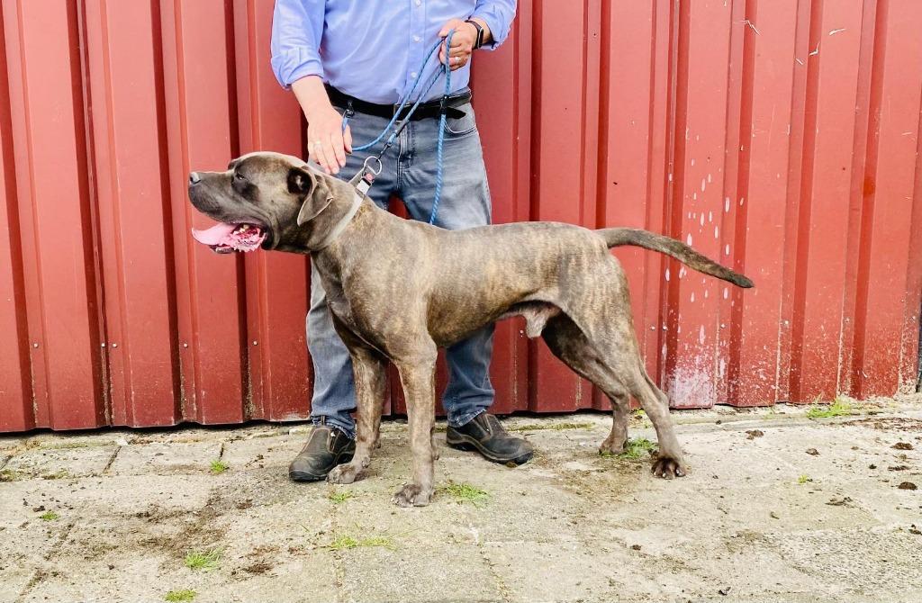 Prachtige Cane Corso dekreu Cane - beschikbaar!  Niet duur, Reu, Eén hond, 3 tot 5 jaar, Nederland