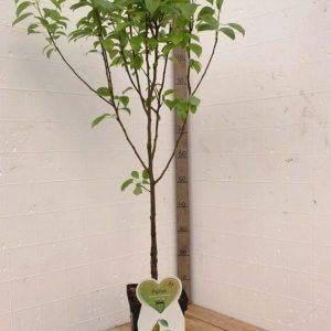 Perenboom in pot, Minder dan 100 cm, Overige soorten, In pot, Ophalen of Verzenden