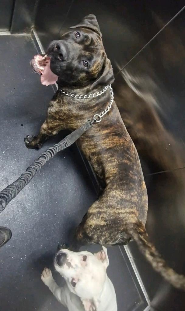 Presa canario bully xl bandog pitbull pitbull xl dekreu, Parvo, Reu, 1 tot 2 jaar, Eén hond