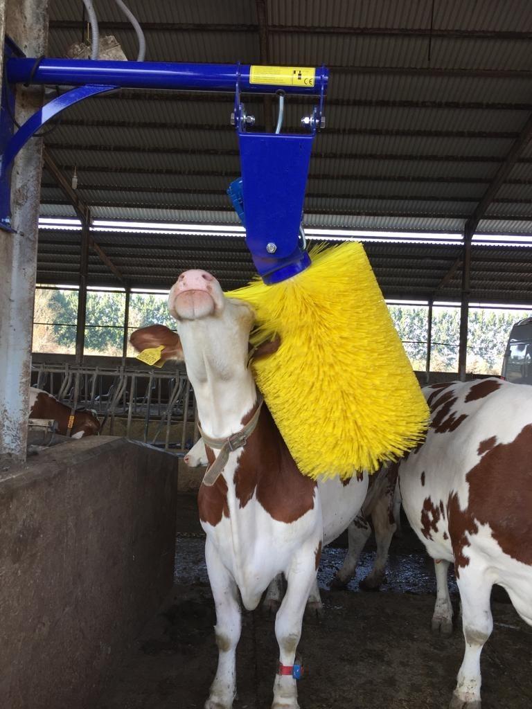 *Nieuwe* koeborstel, Mannelijk