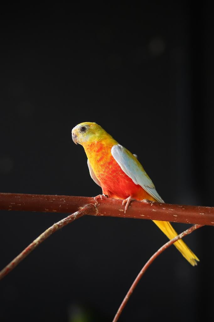 Bourke en Turquosine | Neophema's | Verschillende kleuren, Dieren en Toebehoren, Vogels | Parkieten en Papegaaien, Meerdere dieren