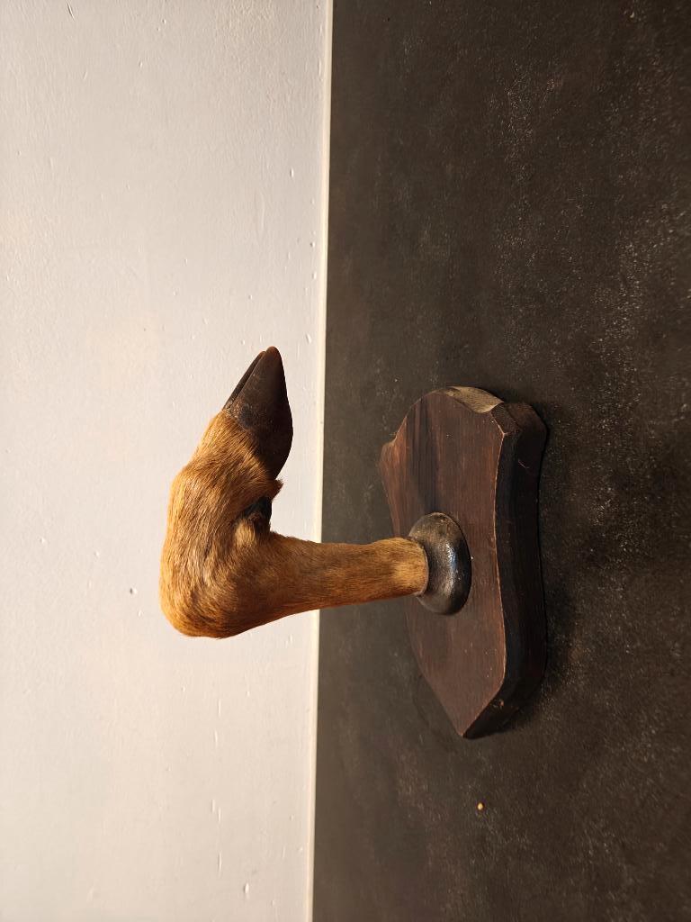 wandhaak reeën poot, Ophalen of Verzenden