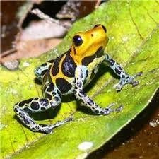 Ranitomeya variabilis, imitator, fantastica, reticulata etc., Amfibie, 0 tot 2 jaar