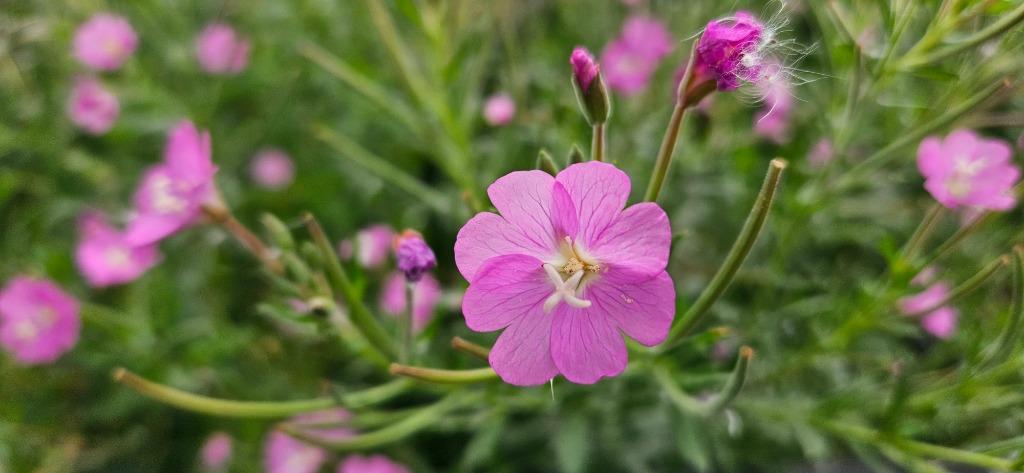 Vijver en moeras planten   80 tot 100 m2 partij handel, Ophalen, Vaste plant, Halfschaduw, Zomer