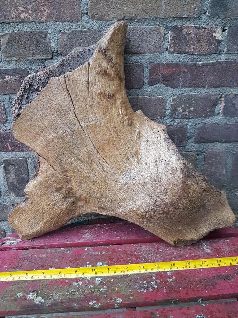 Mammoet bot / botten groot mammuthus Pleistoceen wolharig, Verzamelen, Mineralen en Fossielen, Fossiel, Ophalen of Verzenden