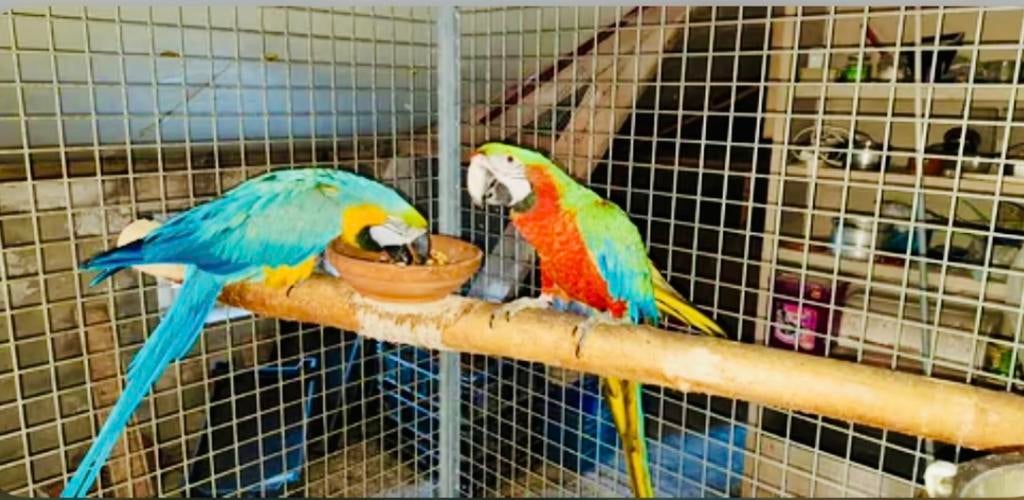 GEZOCHT & INKOOP EN OPVANG VAN ALLE SOORTEN KROMSNAVELS!, Dieren en Toebehoren, Vogels | Parkieten en Papegaaien, Meerdere dieren