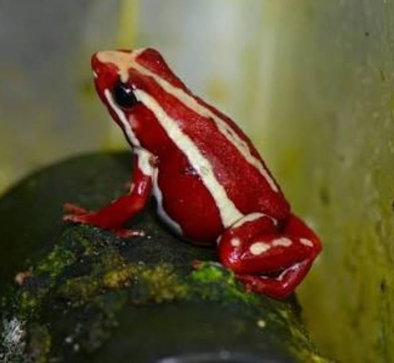 Ik zoek Epipedobates anthonyi
Santa Isabel, Dieren en Toebehoren, Reptielen en Amfibieën, Amfibie, 0 tot 2 jaar