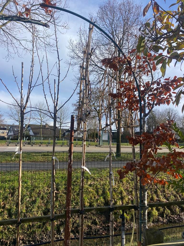 Beuken boog metaal met 2 beuken aanbieding € 99,00, Ophalen of Verzenden, Bloeit niet, Halfschaduw, Overige soorten