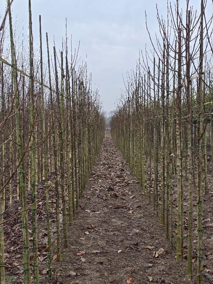 Beverboom | Magnolia kobus, Ophalen, Halfschaduw, Overige soorten, Lente