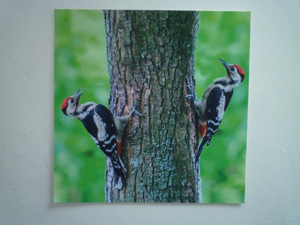 Specht spechten vogels, Ophalen of Verzenden, 1980 tot heden, Hond of Kat